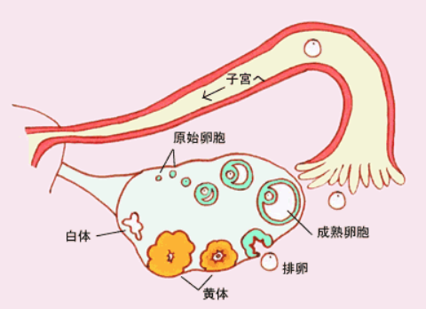 昨天早上B超监测已排卵今天中午再同房还来得及吗？